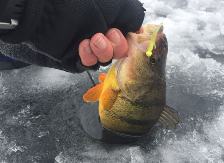 A few beauties fell for one of Wil’s all-time favorite perch jigs- HT’s Alien series